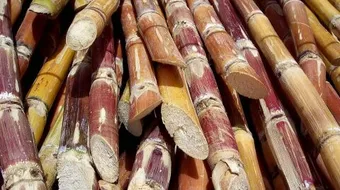 فوائد قصب السكر للشعر