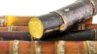 فوائد عسل قصب السكر