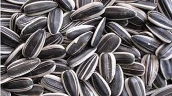 فوائد بذور دوار الشمس للحامل