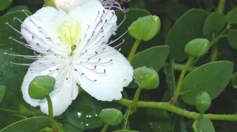 فوائد عشبة الكبار