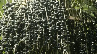 فوائد ثمرة الأساي