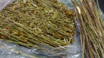 فوائد عشبة المدينة