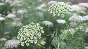 فوائد زهرة الألماسة