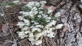 فوائد عشبة رجل الحمامة