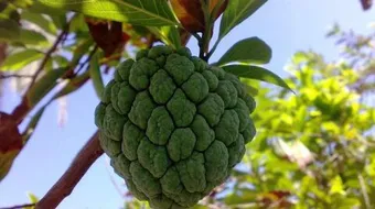 فوائد فاكهة الجرافيولا