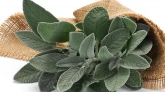 فوائد المرامية للحامل في الشهر التاسع