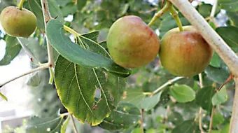 فوائد السدر للشعر وطريقة استعماله