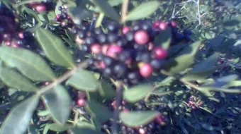 فوائد عشبة الضرو