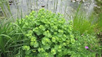 فوائد عشبة كزبرة البئر