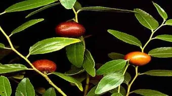 فوائد عشبة السدر