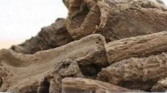 فوائد عشب القسط الهندي