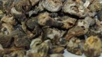 فوائد عشبة القرض