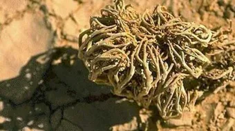 فوائد عشبة شجرة مريم