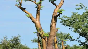 فوائد شجرة المورينقا