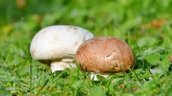 فوائد نبات الفطر