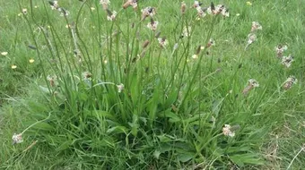 فوائد نبتة لسان الحمل للبشرة