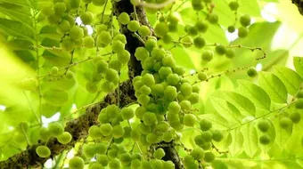 فوائد عشبة الأملج