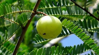 فوائد الأملج للشعر المجعد