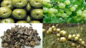 فوائد عشبة الأملج للشعر