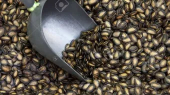 فوائد بزر البطيخ