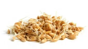 فوائد جنين حبوب القمح