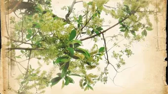 فوائد ورق الصفصاف