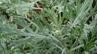 فوائد الشيح