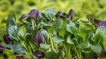 فوائد الزنك وفيتامين E