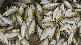 أفضل سمك للقلي