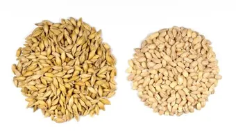 أضرار مغلي الشعير