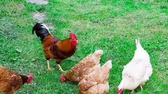 تربية الدجاج في المنزل