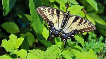 دورة حياة الفراشة