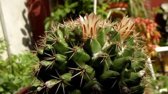 فوائد شجرة الصبار