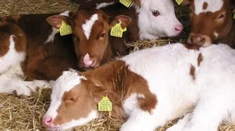 مشروع تسمين العجول