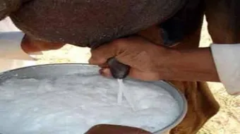 أضرار حليب الإبل