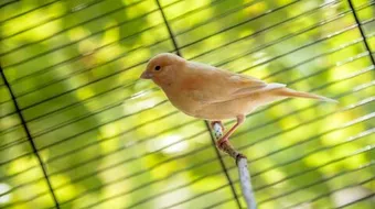 عصفور الكناري