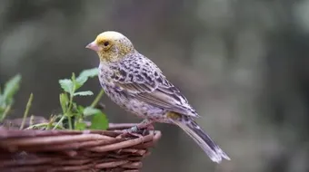 تربية طائر الكناري