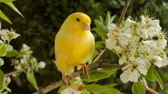 مراحل نمو فرخ الكناري