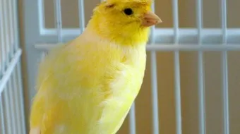 مراحل نمو الكناري