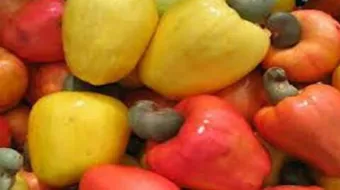 ثمرة الكاجو