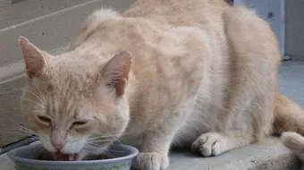 أطعمة القطط