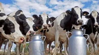 أمراض الأبقار وطرق علاجها