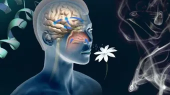 أسباب ضعف حاسة الشم