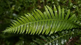 خصائص النباتات