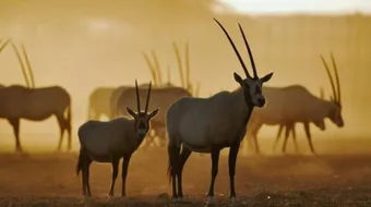 صفات المها العربي وموطنه وحركته وغذاؤه