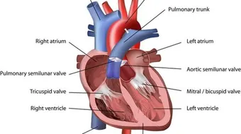 الجهاز الدوراني والزهري