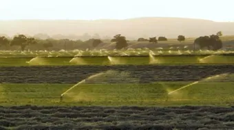 طرق زراعة البرسيم