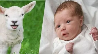 شروط العقيقة في الاسلام