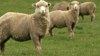 شروط العقيقة