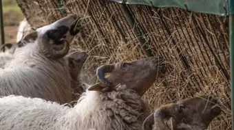 شروط شراء أضحية العيد